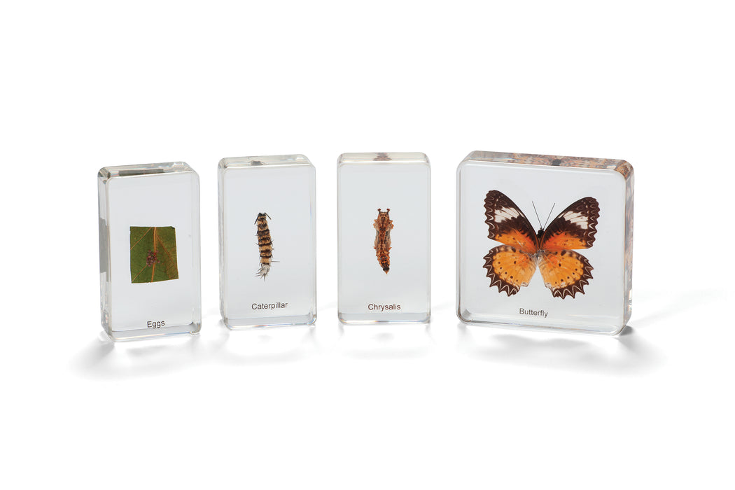 Mini Beasts Butterfly Life Cycle