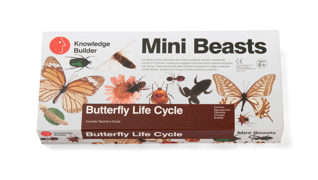 Mini Beasts Butterfly Life Cycle