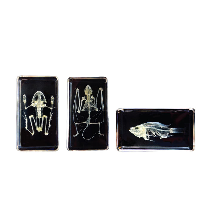MINI BEASTS SKELETON (SMALL SET) - Reduced To Clear!