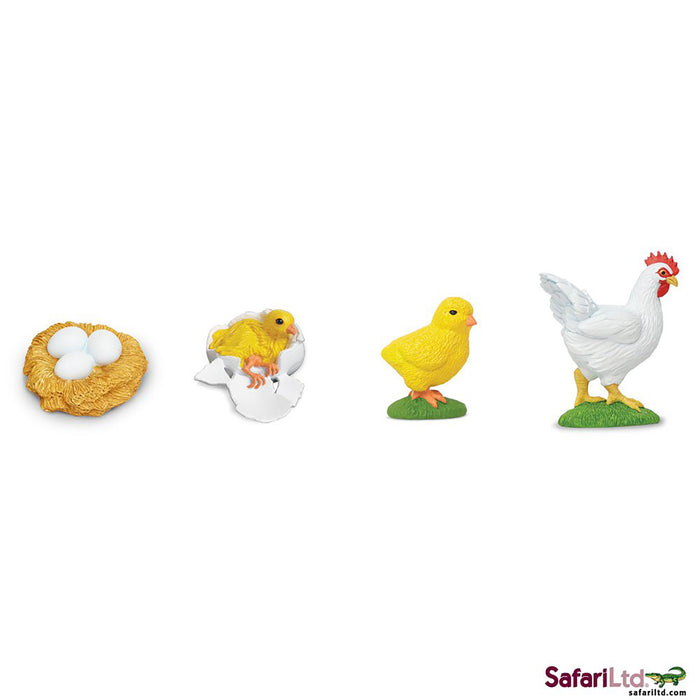 Safari Life Cycle of a Chicken